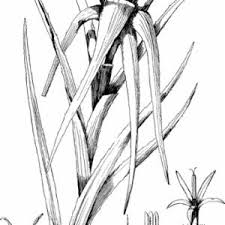 Image result for Aedesia