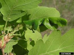 Image result for Tridactyle virgula