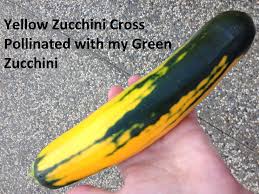 You might notice that the plant is green and leafy, and even produces flowers, though the zucchini might be turning yellow. My Yellow Zucchini Plant Cross Pollinated My Green Zucchini Plant Pretty Cool Huh Zucchini Green Zucchini Yellow Zucchini