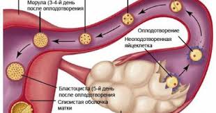Discover The Difference Between Brown Discharge In Early Pregnancy And Before Birth