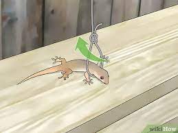 How To Catch A Lizard With Pictures Wikihow