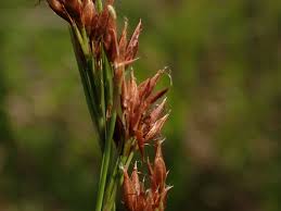 Image result for Rhynchospora gracillima