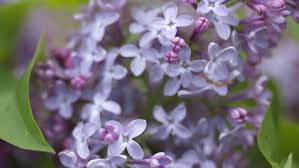 They are often given for. The Miracle Of Lilac Long Living Sweet Smelling And Very Easy To Grow