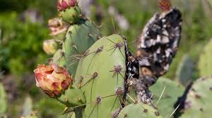 While most cacti are hard to grow outside of arid regions, prickly pears are found in nature these are the newest pads that appear on the outer portions of the plant throughout the growing season. Prickly Pear Cactus San Diego Zoo Animals Plants