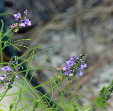 Image result for Fabaceae subfamily Papilionoideae