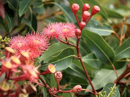 Image result for Eucalyptus ficifolia