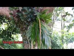 Orchid forest cikole menjadi kawasan hutan anggrek terluas dan terbesar di indonesia yang memiliki koleksi ribuan anggrek dari 125 spesies. Bunga Tumbuh Di Pokok Jambu Orkid Hutan Youtube