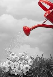 Black And White Photography With Red Color Splash Splash Of Color In 2020 Color Splash Photography Color Splash Splash Photography