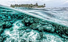 Beach summer background seascape abstract beach background. Download Wallpapers Underwater World Ocean Paradise Tropical Island Reefs Underwater For Desktop Free Pictures For Desktop Free