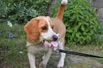 Lemon Beagle – 33 Fantastic Facts from History to Present Day