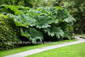 Image result for Gunnera