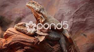 Kartinki Po Zaprosu Mating Animals Frilled Lizard Lizard Animals