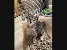 If you want to get a jump start on your cat adoption process, please download and print the adoption form and bring with you! Pet Adoption In The Arlington Area New Dogs Cats Added This Week Arlington Tx Patch