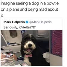 Imagine Seeing A Dog In A Bowtie On A Plane And Being Mad About Daily Lol Pics