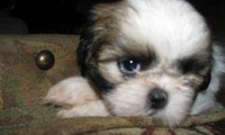 Maybe you would like to learn more about one of these? Shih Tzu Puppies Price 250 00 For Sale In Belle Missouri Best Pets Online