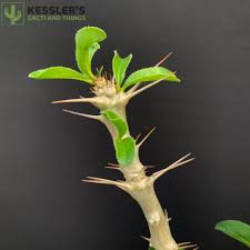 Image result for Pachycarpus spurius