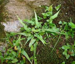 Image result for Asplenium goetzei