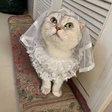 Maybe you would like to learn more about one of these? Ogquaton Haustier Hochzeit Kopfschmuck Hund Katze Welpe Weiss Spitze Prinzessin Schleier Haarnadel Fur Braut Haarschmuck Haustiere Hochzeit Hohe Qualitat Haaraccessoires Bekleidung Zubehor Wordpress Cdn Com