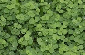 Image result for Drymaria