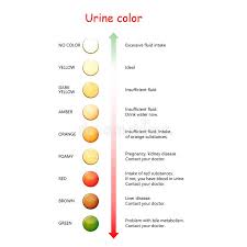 Urine Color Stock Illustrations 539 Urine Color Stock