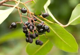 Image result for Apodytes dimidiata