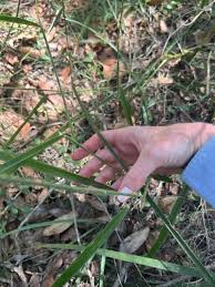 Image result for Urochloa eminii