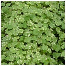 Image result for Hydrocotyle sibthorpioides