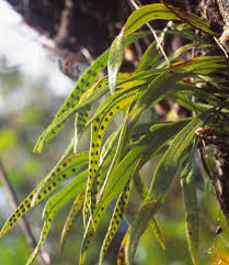 Image result for Lepisorus