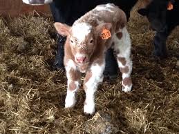 Pin On Ken S Cows