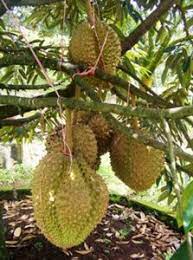 Harga benih bibit buah pepino del monte 10 biji tanaman buahan unik berbuah. Terlengkap Jenis Tanaman Buah Yang Bisa Ditanam Di Dalam Pot