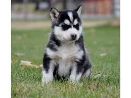 Once your application is approved, we will set a time for you to meet our foster dogs. Husky Puppies For Adoption In Oklahoma Petsidi