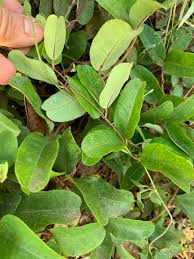 Image result for Cryptolepis obtusa