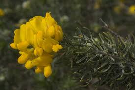 Image result for Adenocarpus