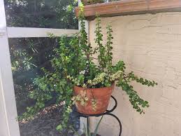 Image result for Elephantorrhiza suffruticosa