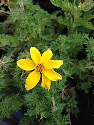 Image result for Bidens ruyigiensis