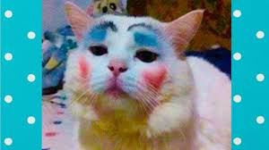 Try Not To Laugh Funny Cats Makeup Top Cats Video Compilation Cat Quotes Funny Funny Cats Youtube Cat Makeup