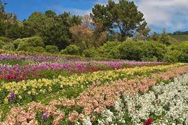 Address, half moon bay reviews: Half Moon Bay Flower Field Photograph By Dean Hueber