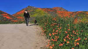 Maybe you would like to learn more about one of these? Flower Power Lake Elsinore Reopens Poppy Fields Amid Traffic Nightmare Times Of San Diego