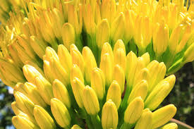 This section focuses on the most common, conspicuous, or interesting plants of the sonoran desert. San Diego Baja And Sonoran Desert Plants More Than Just Succulents Tree Of Life Nursery