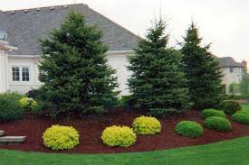 Beautiful Landscaping With Evergreens Landscape Designs For Your Home Evergreen Landscape Evergreen Landscape Front Yard Landscaping Around Trees