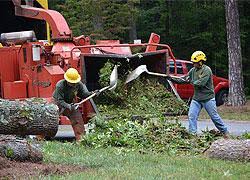 Read 82 reviews of reserve decatur in decatur, ga with price and availability. Arborists In Dunwoody Tree Services Atlanta Tree Removal In Atlanta Ga Tree Trimming Pruning 404 Cut Tree