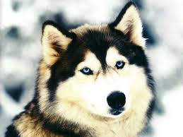 Black And Brown Husky Dog Siberian Husky Dogs Husky Dogs Siberian Husky Dog Alaskan Husky