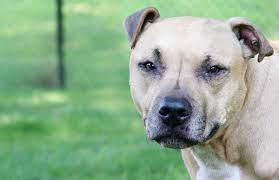 Signs It S Time To Put A Dog Down With Cushing S Disease