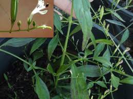 A wide variety of hempedu bumi options are available to you english. Andrographis Paniculata King Of Bitters Seeds Fair Dinkum Seeds