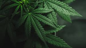 Stock analysis for sundial growers inc (sndl:nasdaq cm) including stock price, stock chart, company news, key statistics, fundamentals and company profile. Cannabis Stocks Reddit Chatter Lights Up Tlry Apha Cgc Sndl And Other Pot Names Today Investorplace
