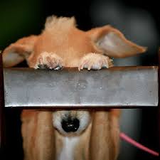 dogs