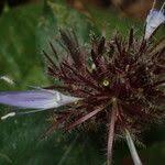 Image result for Brachystephanus