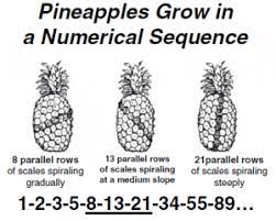 Pineapples Grow In A Numerical Sequence Fibonacci Sequence In Nature Fibonacci Golden Ratio