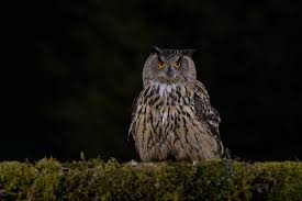 Image result for Bubo