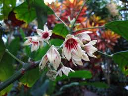 Image result for Syzygium rowlandii
